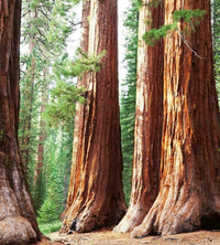 Dimex Sequoia Fotobehang 225x250cm 3 banen | Yourdecoration.be