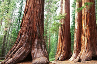 Dimex Sequoia Fotobehang 375x250cm 5 banen | Yourdecoration.be