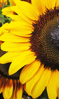 Dimex Sunflowers Fotobehang 150x250cm 2 banen | Yourdecoration.be
