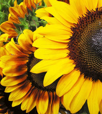 Dimex Sunflowers Fotobehang 225x250cm 3 banen | Yourdecoration.be