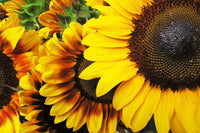Dimex Sunflowers Fotobehang 375x250cm 5 banen | Yourdecoration.be
