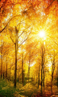 Dimex Sunny Forest Fotobehang 150x250cm 2 banen | Yourdecoration.be