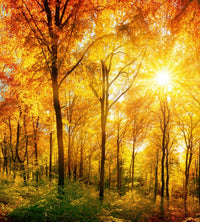Dimex Sunny Forest Fotobehang 225x250cm 3 banen | Yourdecoration.be