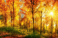 Dimex Sunny Forest Fotobehang 375x250cm 5 banen | Yourdecoration.be