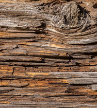 Dimex Tree Bark Fotobehang 225x250cm 3 banen | Yourdecoration.be