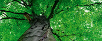 Dimex Treetop Fotobehang 375x150cm 5 banen | Yourdecoration.be