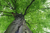 Dimex Treetop Fotobehang 375x250cm 5 banen | Yourdecoration.be
