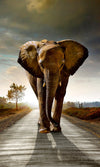 Dimex Walking Elephant Fotobehang 150x250cm 2 banen | Yourdecoration.be