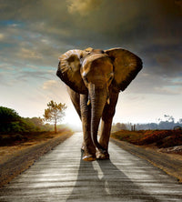Dimex Walking Elephant Fotobehang 225x250cm 3 banen | Yourdecoration.be