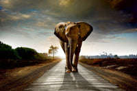 Dimex Walking Elephant Fotobehang 375x250cm 5 banen | Yourdecoration.be