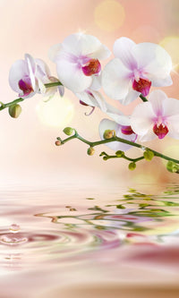 Dimex White Orchid Fotobehang 150x250cm 2 banen | Yourdecoration.be