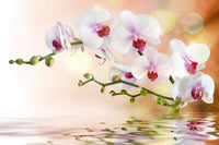 Dimex White Orchid Fotobehang 375x250cm 5 banen | Yourdecoration.be