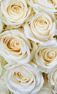 Dimex White Roses Fotobehang 150x250cm 2 banen | Yourdecoration.be