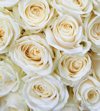 Dimex White Roses Fotobehang 225x250cm 3 banen | Yourdecoration.be