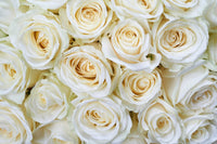 Dimex White Roses Fotobehang 375x250cm 5 banen | Yourdecoration.be