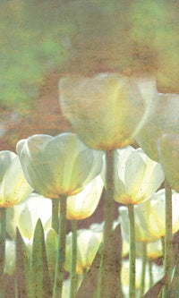 Dimex White Tulips Abstract Fotobehang 150x250cm 2 banen | Yourdecoration.be