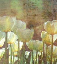 Dimex White Tulips Abstract Fotobehang 225x250cm 3 banen | Yourdecoration.be