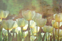 Dimex White Tulips Abstract Fotobehang 375x250cm 5 banen | Yourdecoration.be