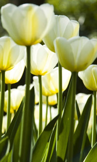 Dimex White Tulips Fotobehang 150x250cm 2 banen | Yourdecoration.be