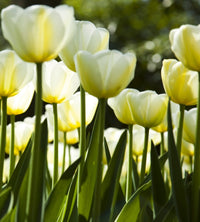 Dimex White Tulips Fotobehang 225x250cm 3 banen | Yourdecoration.be