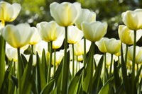 Dimex White Tulips Fotobehang 375x250cm 5 banen | Yourdecoration.be