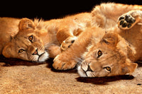 Dimex Young Lions Fotobehang 375x250cm 5 banen | Yourdecoration.be