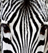 Dimex Zebra Fotobehang 225x250cm 3 banen | Yourdecoration.be