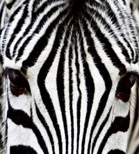 Dimex Zebra Fotobehang 225x250cm 3 banen | Yourdecoration.be