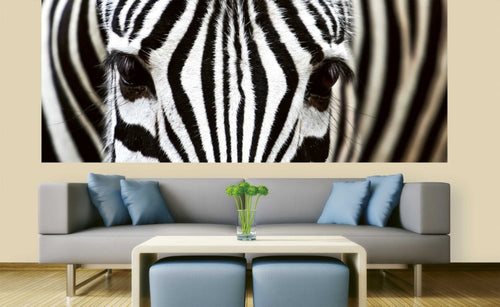 Dimex Zebra Fotobehang 375x150cm 5 banen Sfeer | Yourdecoration.be