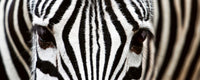 Dimex Zebra Fotobehang 375x150cm 5 banen | Yourdecoration.be