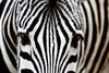 Dimex Zebra Fotobehang 375x250cm 5 banen | Yourdecoration.be