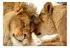 Fotobehang - Lion Tenderness - Vliesbehang