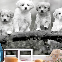 Fotobehang - Four Puppies - Vliesbehang