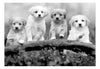 Fotobehang - Four Puppies - Vliesbehang