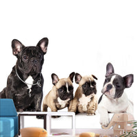 Fotobehang - French Dogs - Vliesbehang