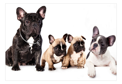 Fotobehang - French Dogs - Vliesbehang
