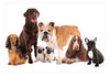 Fotobehang - Dog Integration - Vliesbehang