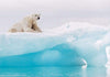 Komar Arctic Polar Bear Vlies Fotobehang 400x280cm 8 Banen | Yourdecoration.be