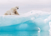 Komar Arctic Polar Bear Vlies Fotobehang 400x280cm 8 Banen | Yourdecoration.be