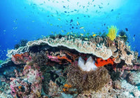 Komar Coral Reef Vlies Fotobehang 400x280cm 8 Banen | Yourdecoration.be