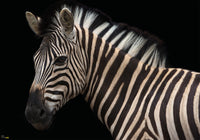 Komar Damara Zebra Vlies Fotobehang 400X280Cm 6 Delen | Yourdecoration.be