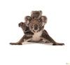 Komar Koala Vlies Fotobehang 300X280Cm 6 Delen | Yourdecoration.be