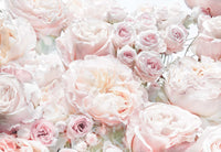Komar Vlies Fotobehang 8 976 Spring Roses | Yourdecoration.be