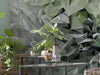 Komar Vlies Fotobehang Inx6 036 Emerald Flowers Detail | Yourdecoration.be