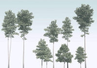 Komar Pines Vlies Fotobehang 400x280cm 4 banen | Yourdecoration.be