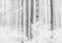 Komar Winter Wood Vlies Fotobehang 400x280cm 4 banen | Yourdecoration.be