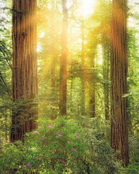 Komar Redwood Vlies Fotobehang 200x250cm 2 banen | Yourdecoration.be