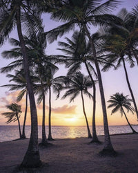 Komar Palmtrees on Beach Vlies Fotobehang 200x250cm 2 banen | Yourdecoration.be