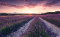 Komar Lavender Dream Vlies Fotobehang 450x280cm 9 banen | Yourdecoration.be