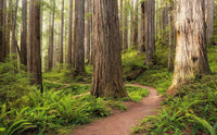 Komar Redwood Trail Vlies Fotobehang 450x280cm 9 banen | Yourdecoration.be